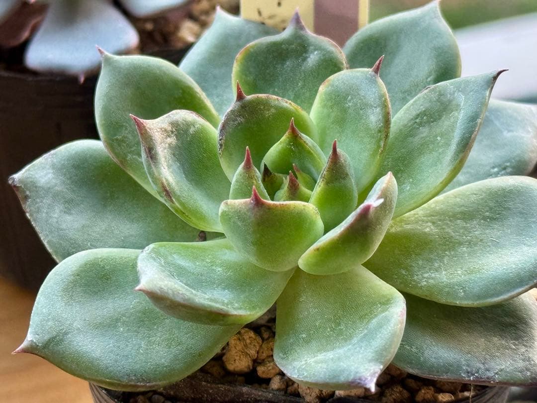 ❁おらいさん苗　8種セット　（ポット発送）