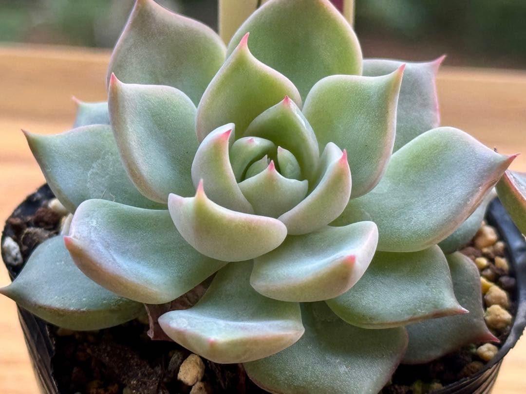 ❁おらいさん苗　8種セット　（ポット発送）