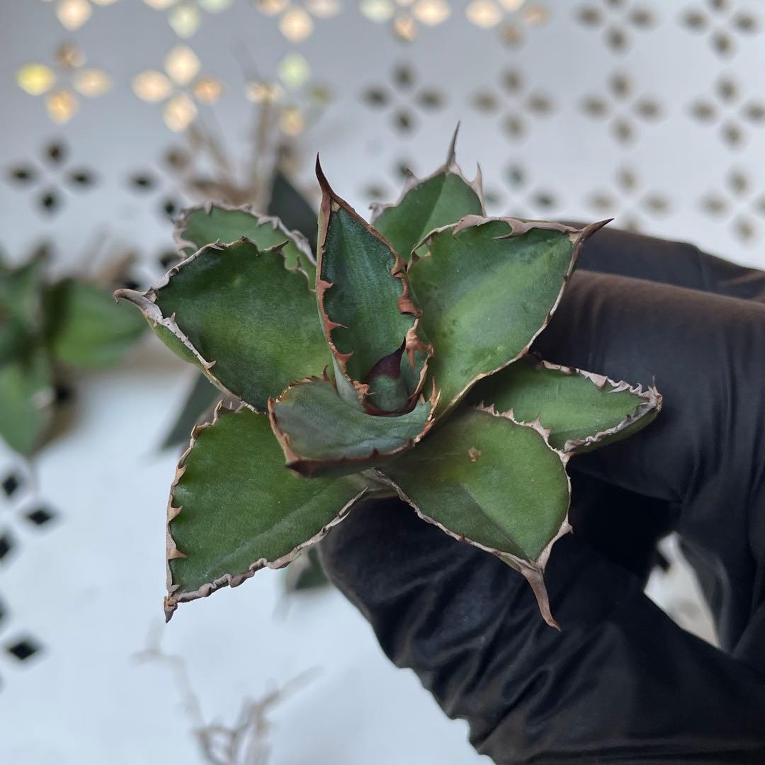 多肉植物 アガベ　チタノタ 万代厳竜 小株 11株同梱 発根済