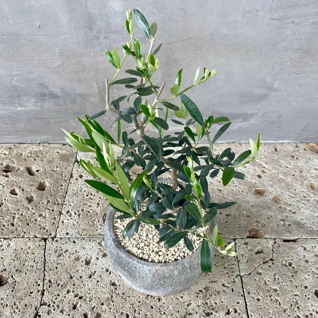 観葉植物　オリーブの木　実生　陶器鉢　植え込み発送