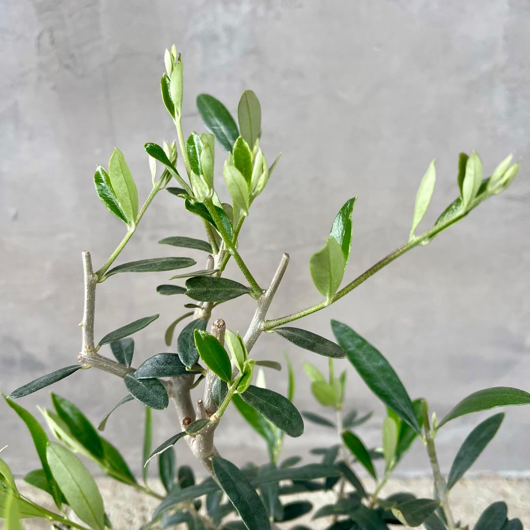 観葉植物　オリーブの木　実生　陶器鉢　植え込み発送