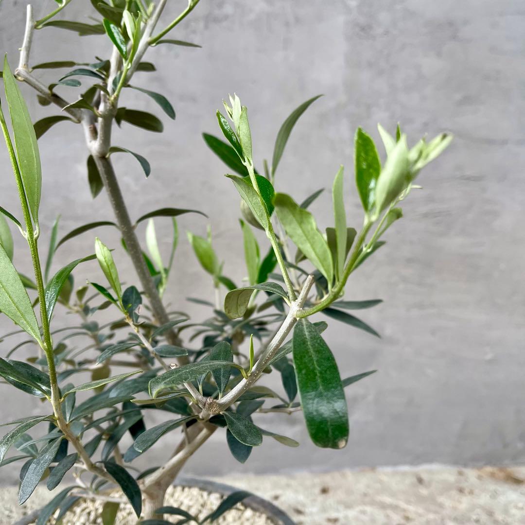 観葉植物　オリーブの木　実生　陶器鉢　植え込み発送
