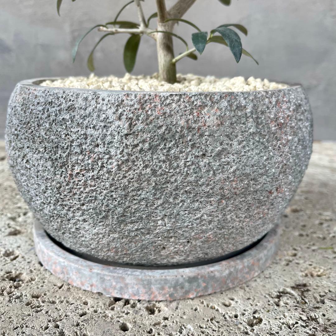 観葉植物　オリーブの木　実生　陶器鉢　植え込み発送