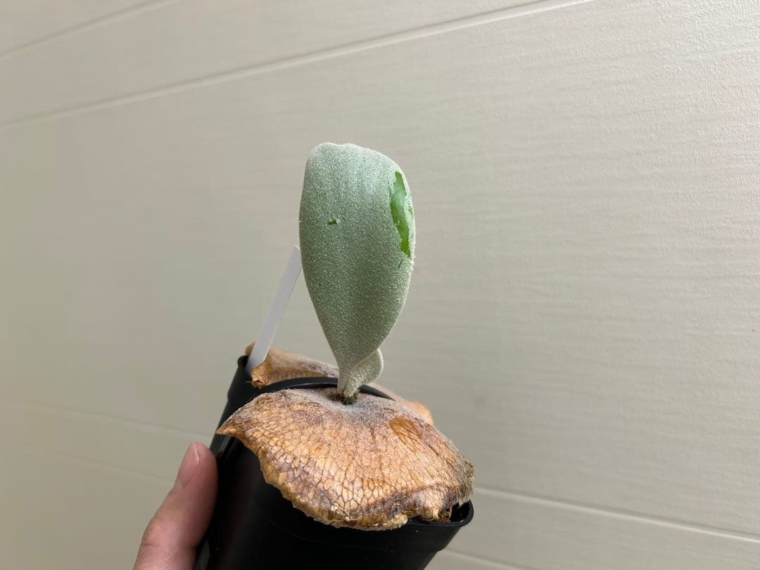 P.willinckii Pearl queen OC ビカクシダ