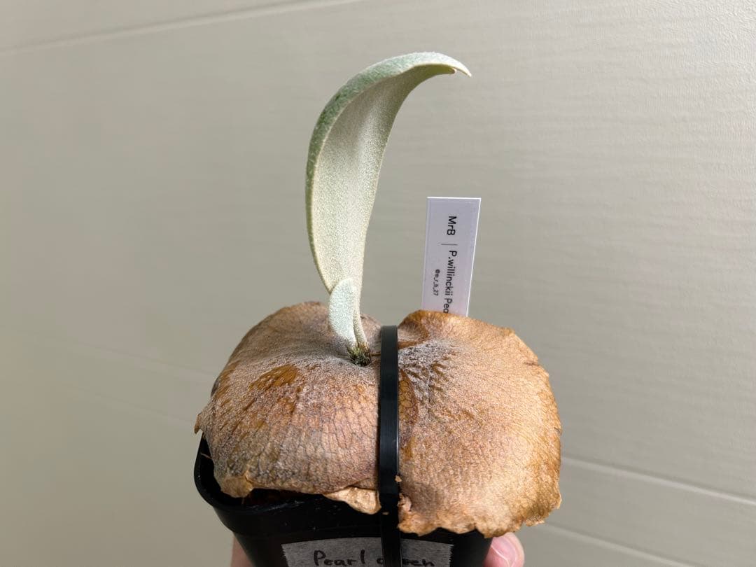 P.willinckii Pearl queen OC ビカクシダ