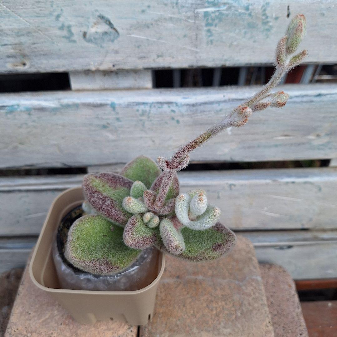 ☆ガレージMページです　雪だるま　カランコエ 2号ポット・ラベル付き