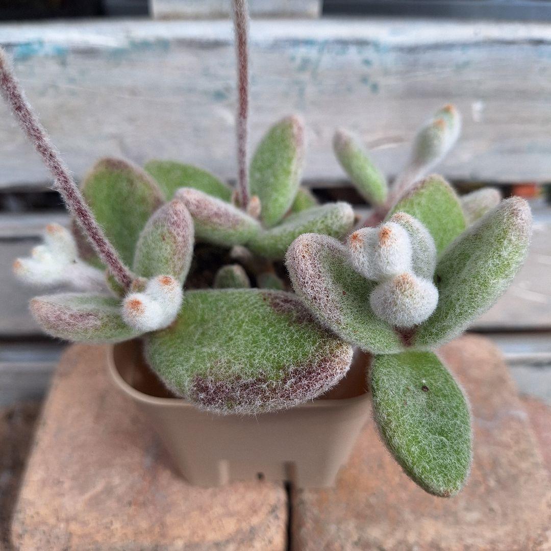 ☆ガレージMページです　雪だるま　カランコエ 2号ポット・ラベル付き