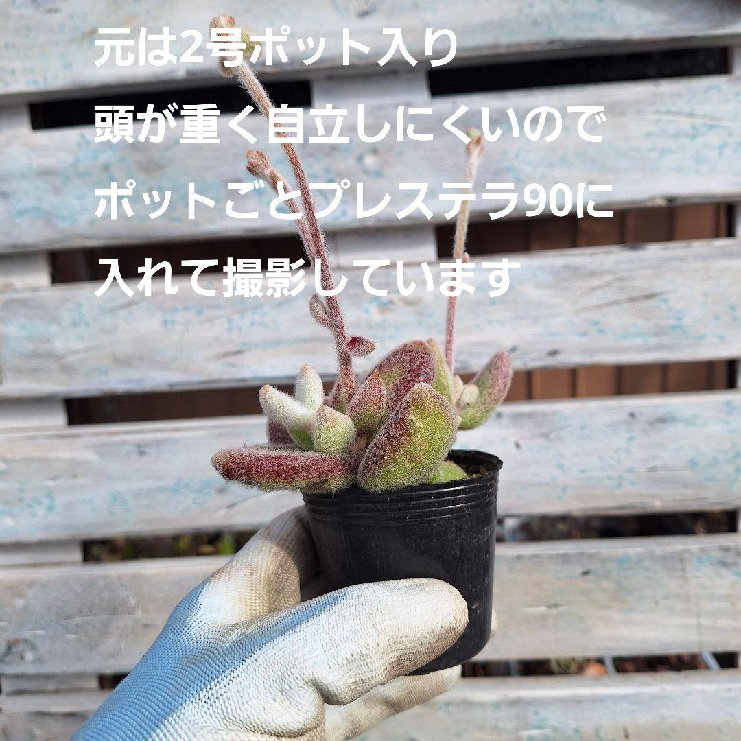 ☆ガレージMページです　雪だるま　カランコエ 2号ポット・ラベル付き