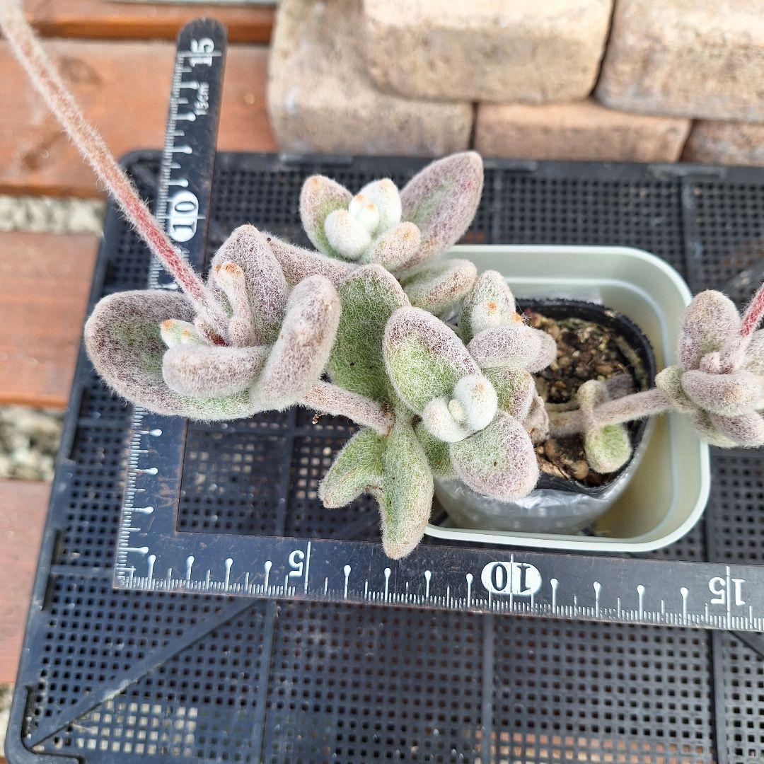 ☆ガレージMページです　雪だるま　カランコエ 2号ポット・ラベル付き