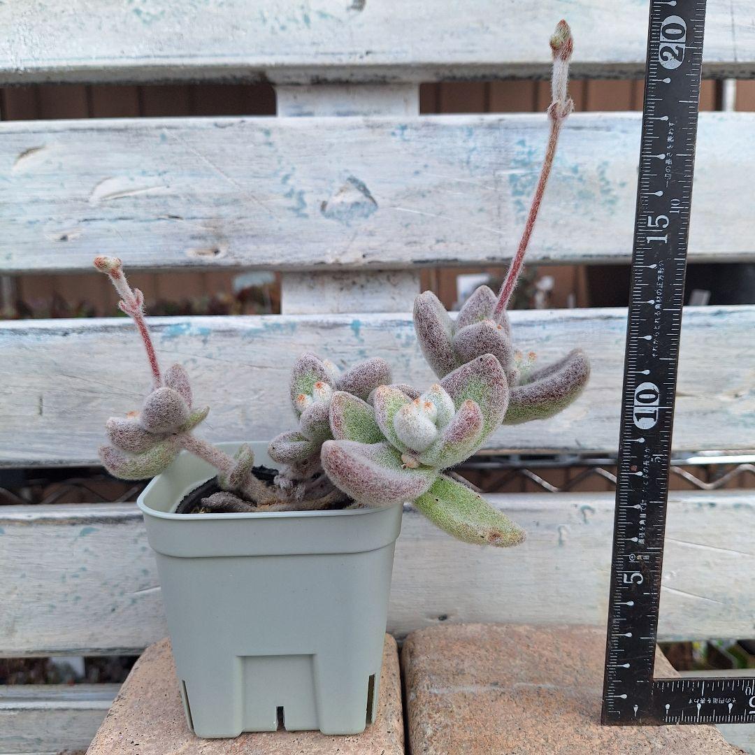 ☆ガレージMページです　雪だるま　カランコエ 2号ポット・ラベル付き