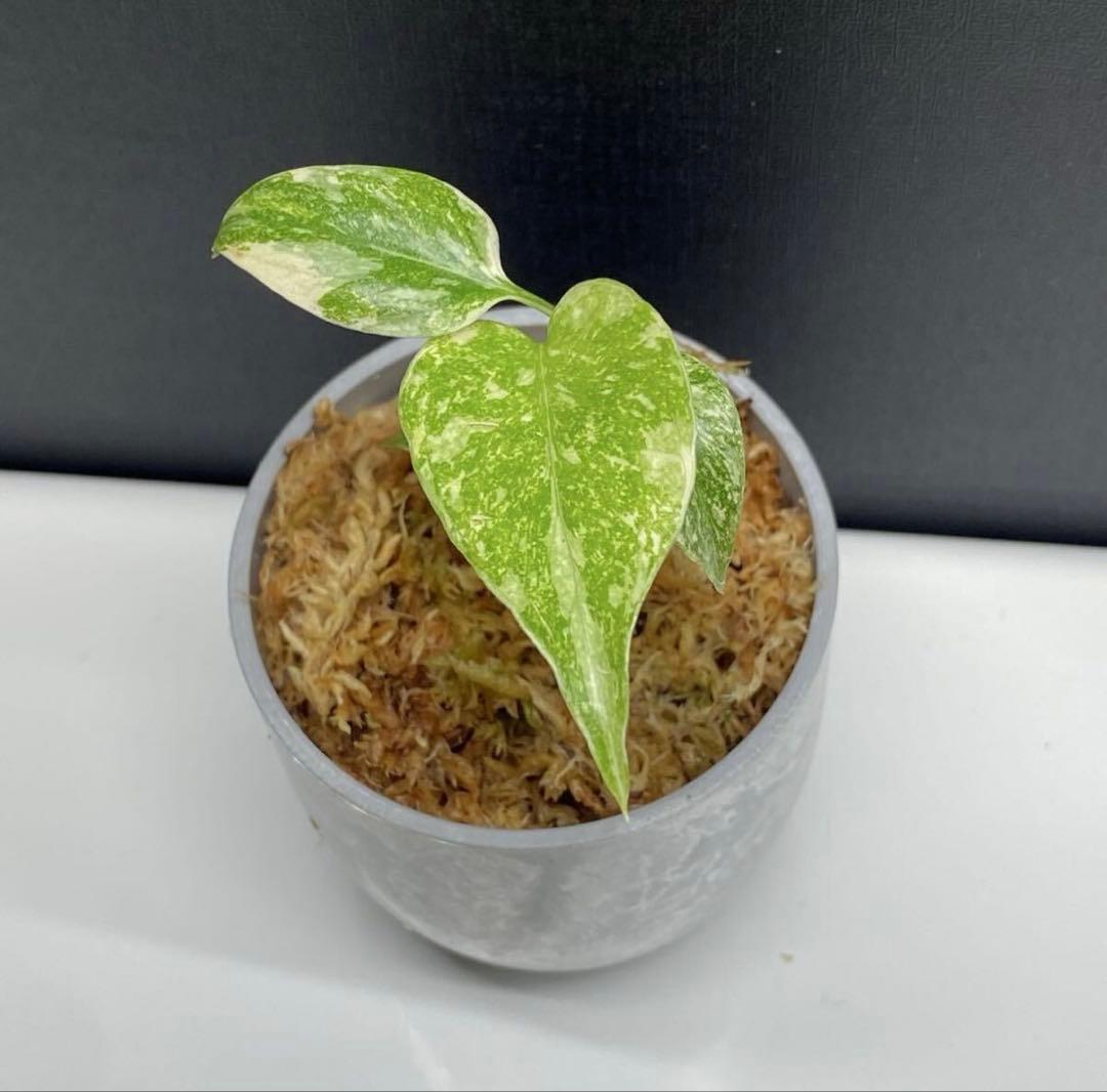 タ*ウ様 モンステラ　クリームブリュレ　4株セット