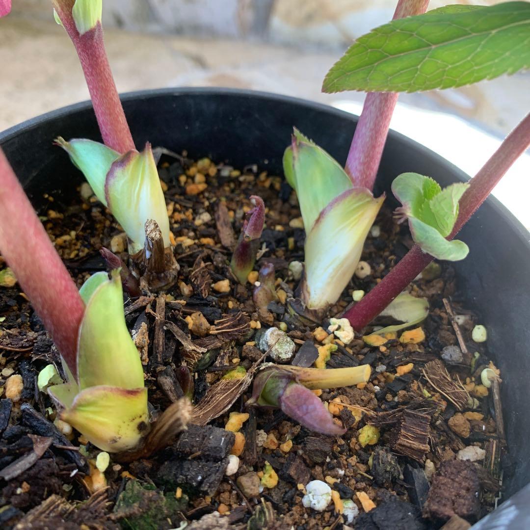 ★広瀬園芸様タグ付き.クリスマスローズ.オーレアレッド.変わり咲き★