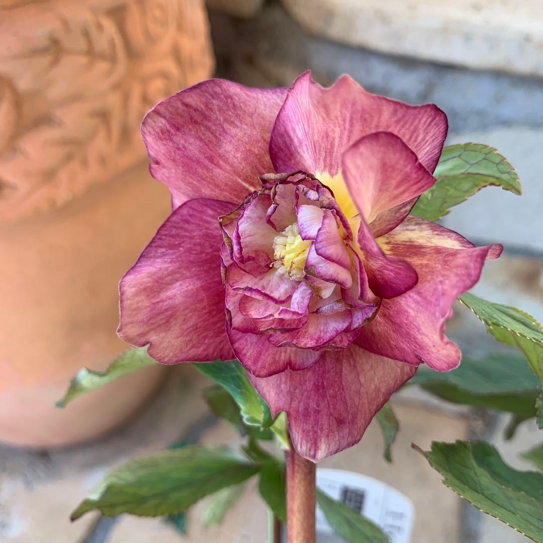 ★広瀬園芸様タグ付き.クリスマスローズ.オーレアレッド.変わり咲き★