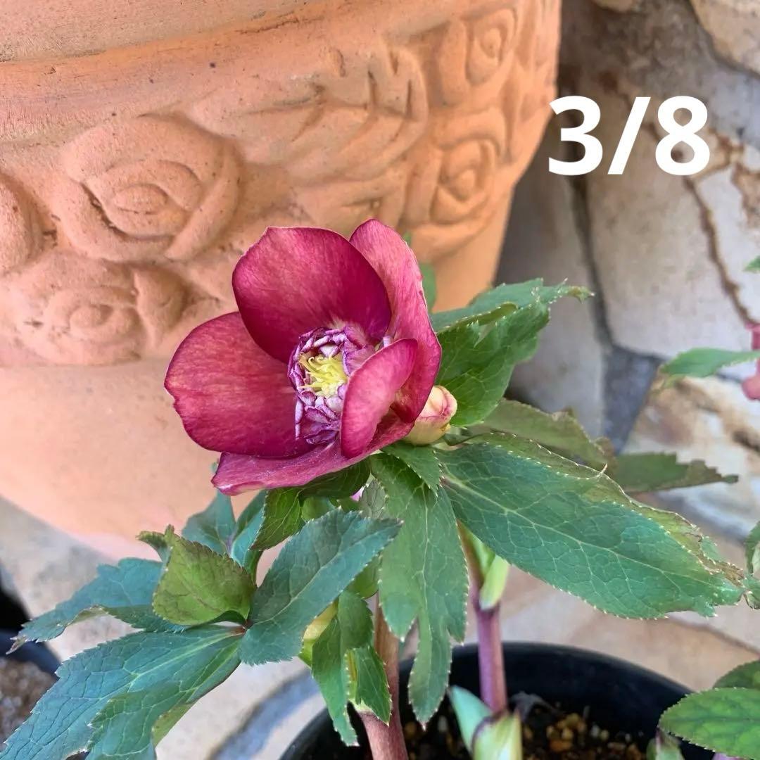 ★広瀬園芸様タグ付き.クリスマスローズ.オーレアレッド.変わり咲き★