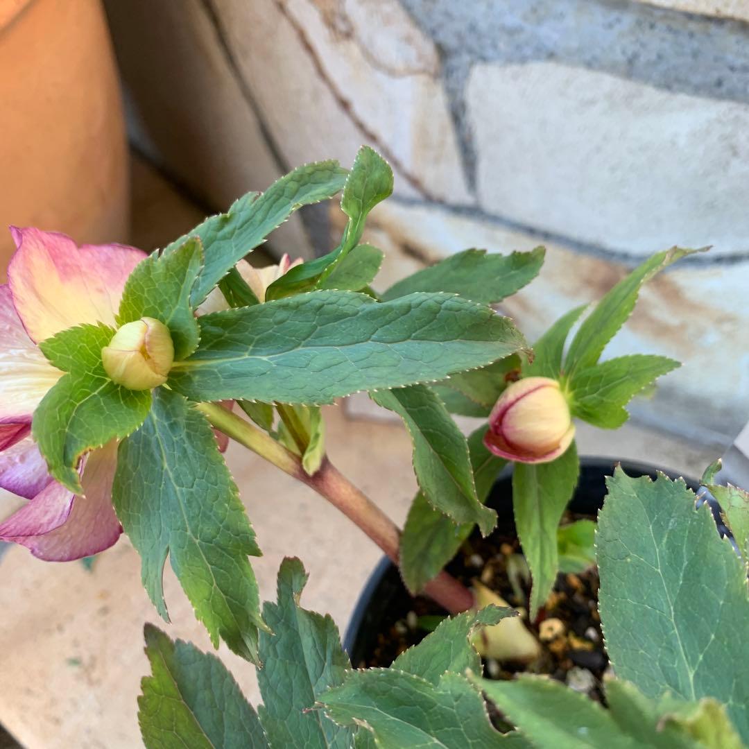 ★広瀬園芸様タグ付き.クリスマスローズ.オーレアレッド.変わり咲き★