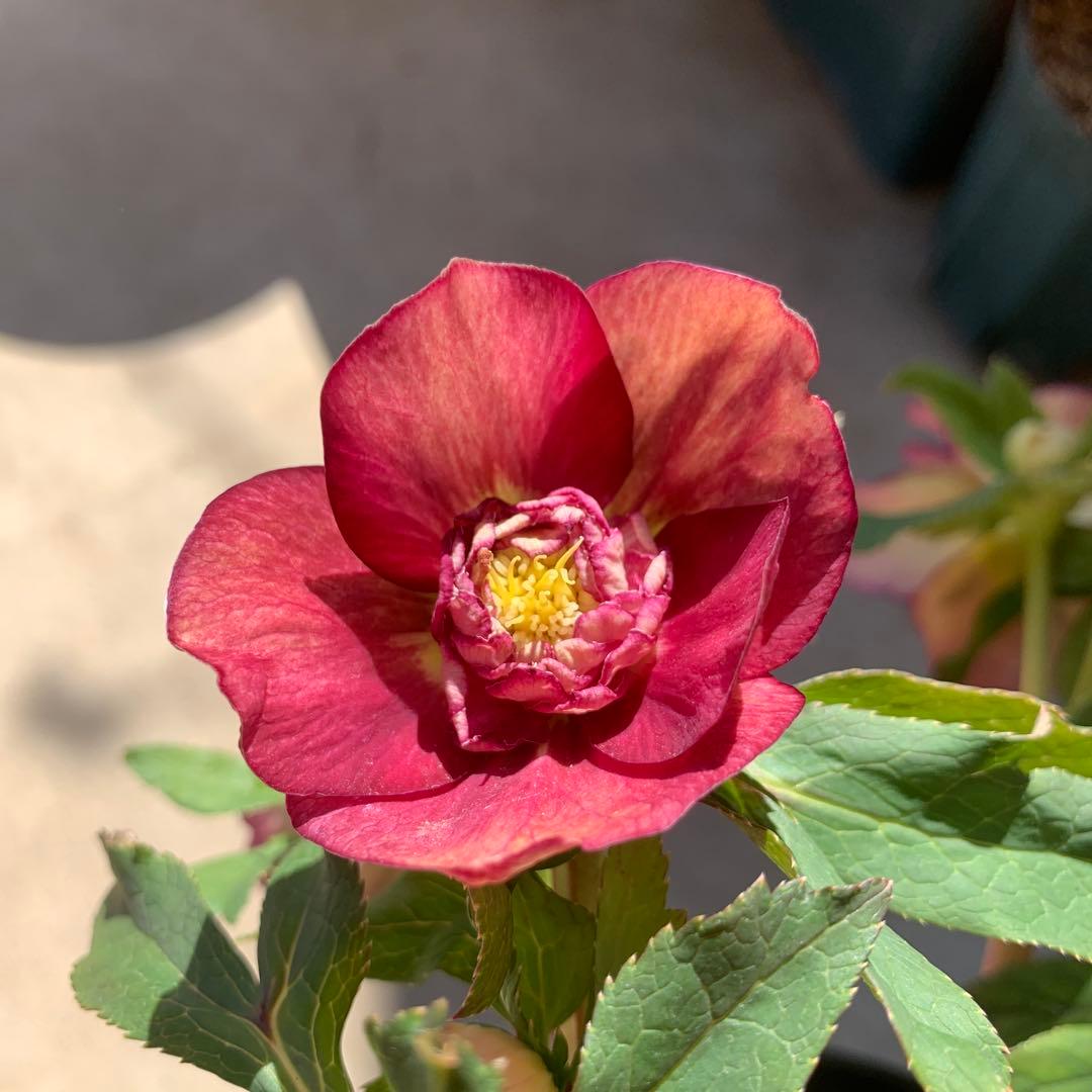 ★広瀬園芸様タグ付き.クリスマスローズ.オーレアレッド.変わり咲き★