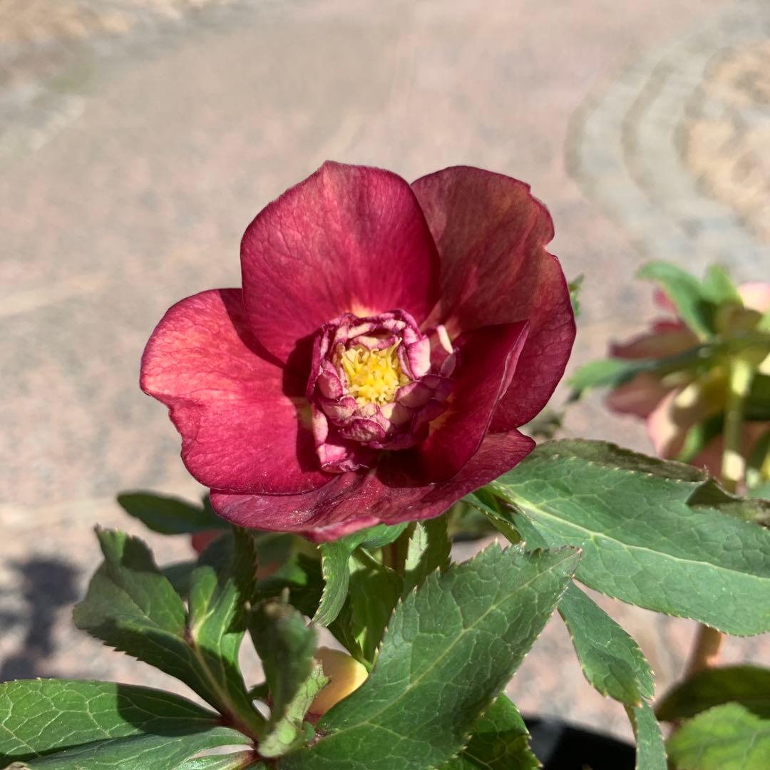 ★広瀬園芸様タグ付き.クリスマスローズ.オーレアレッド.変わり咲き★