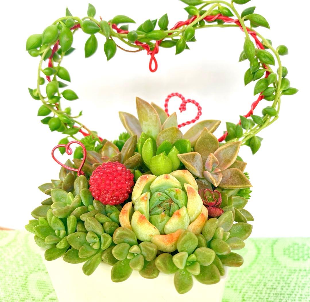 多肉寄せ植え♡グリーンネックレス