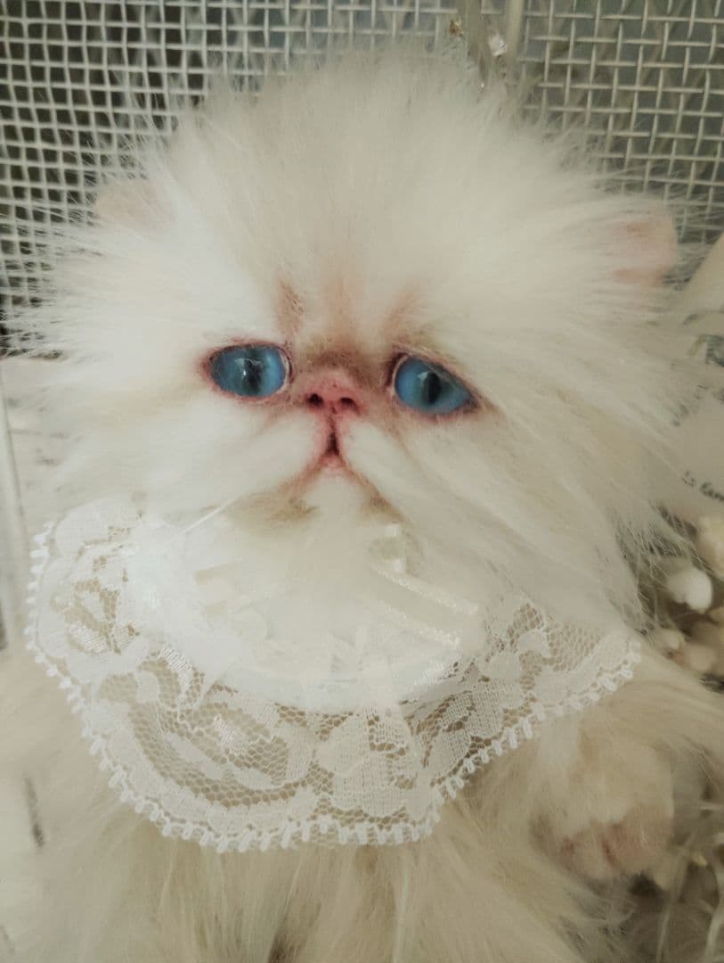 ポッケにゃん♡エキゾチック子猫ちゃん♡アートドール♡ぬいぐるみ♡