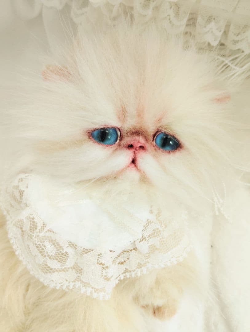 ポッケにゃん♡エキゾチック子猫ちゃん♡アートドール♡ぬいぐるみ♡