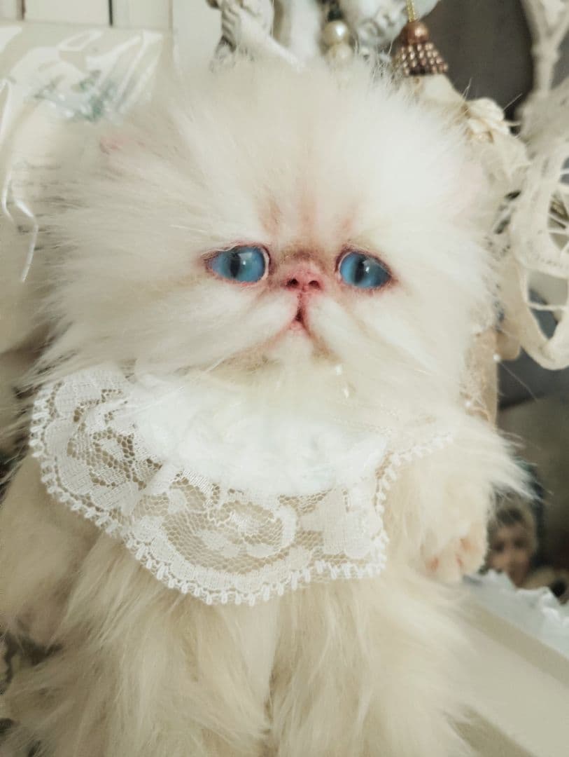 ポッケにゃん♡エキゾチック子猫ちゃん♡アートドール♡ぬいぐるみ♡