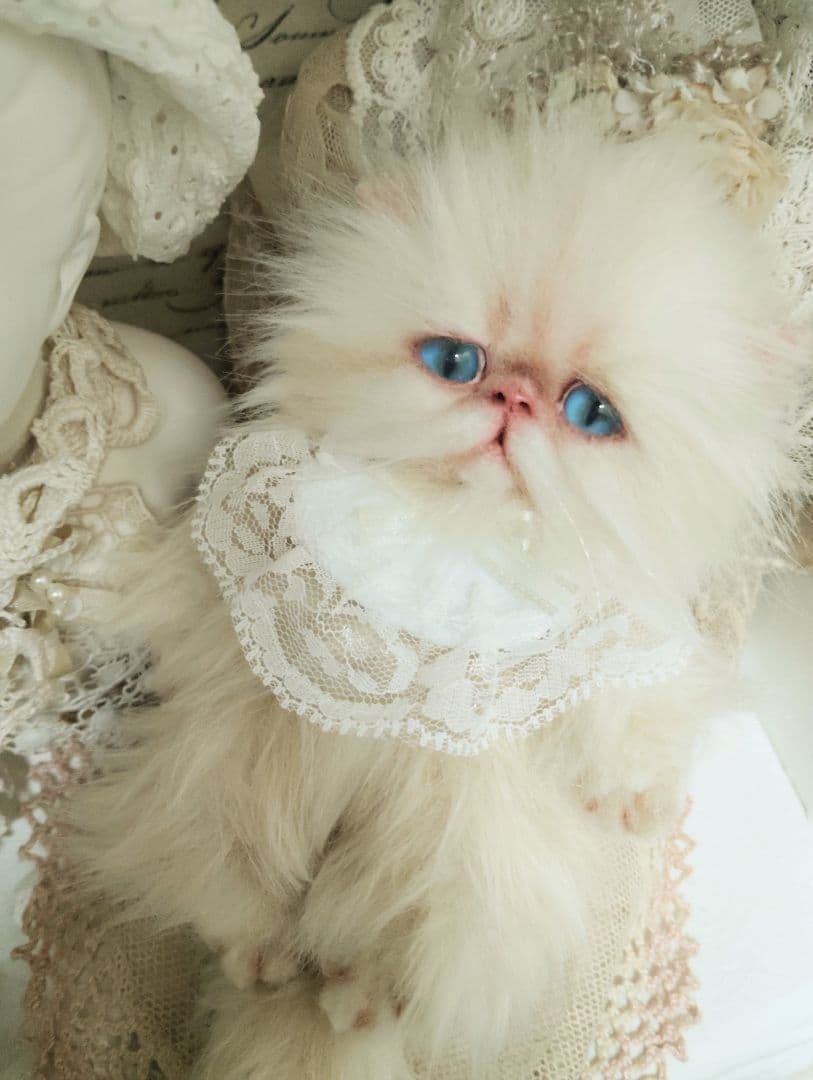 ポッケにゃん♡エキゾチック子猫ちゃん♡アートドール♡ぬいぐるみ♡