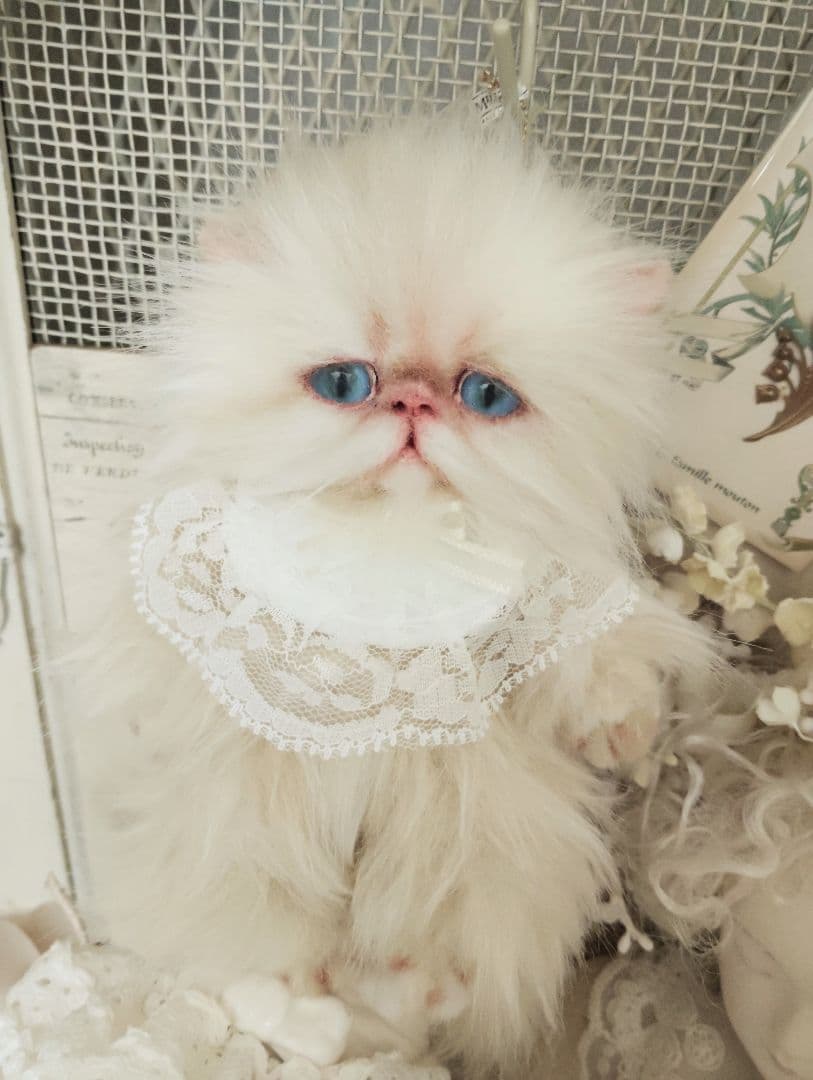 ポッケにゃん♡エキゾチック子猫ちゃん♡アートドール♡ぬいぐるみ♡