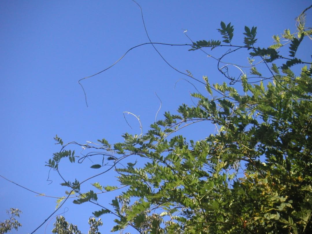 【スマホ転送OK】MINOLTA DIMAGE X シルバー 動作確認済み