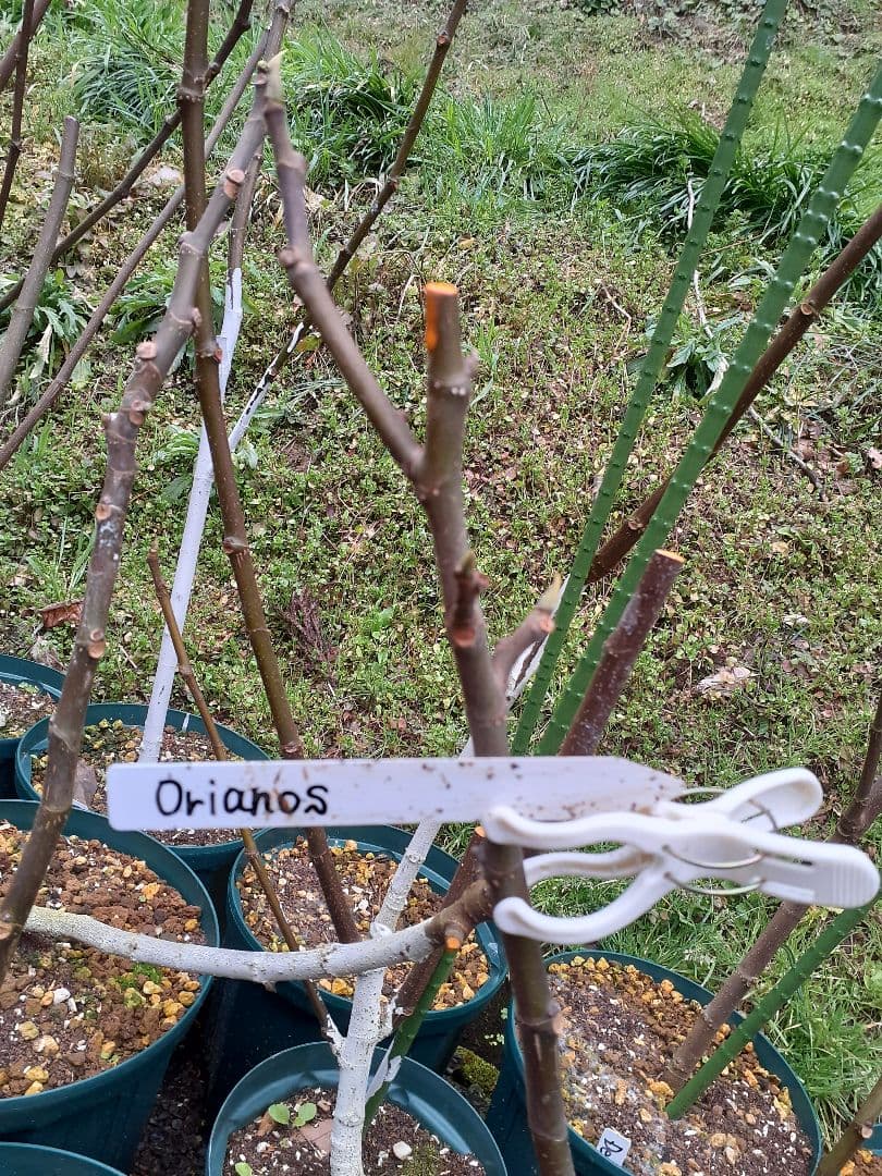 【専用】Lomvardou 他2品種 穂木