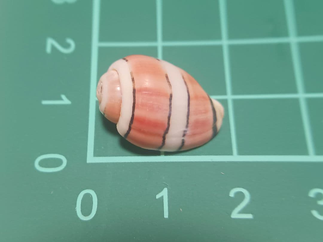 特大ベニヤカタガイ　貝殻標本　コレクション　巻き貝　クマノミ柄　沖縄産　サンゴ