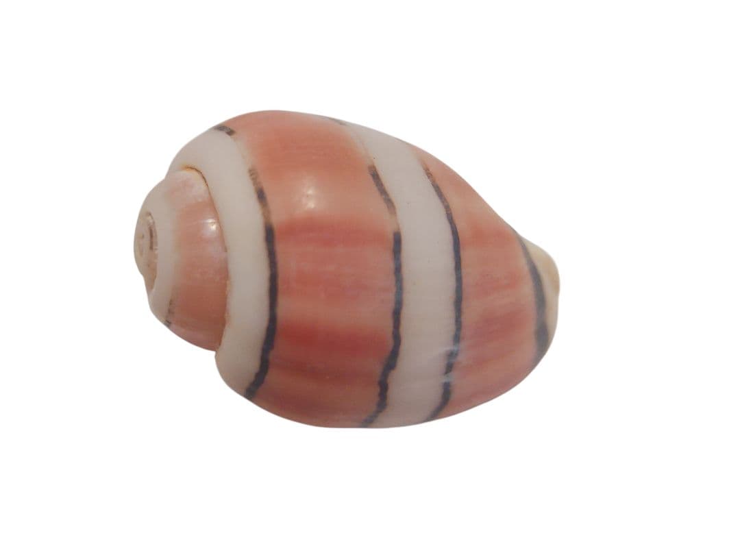 特大ベニヤカタガイ　貝殻標本　コレクション　巻き貝　クマノミ柄　沖縄産　サンゴ