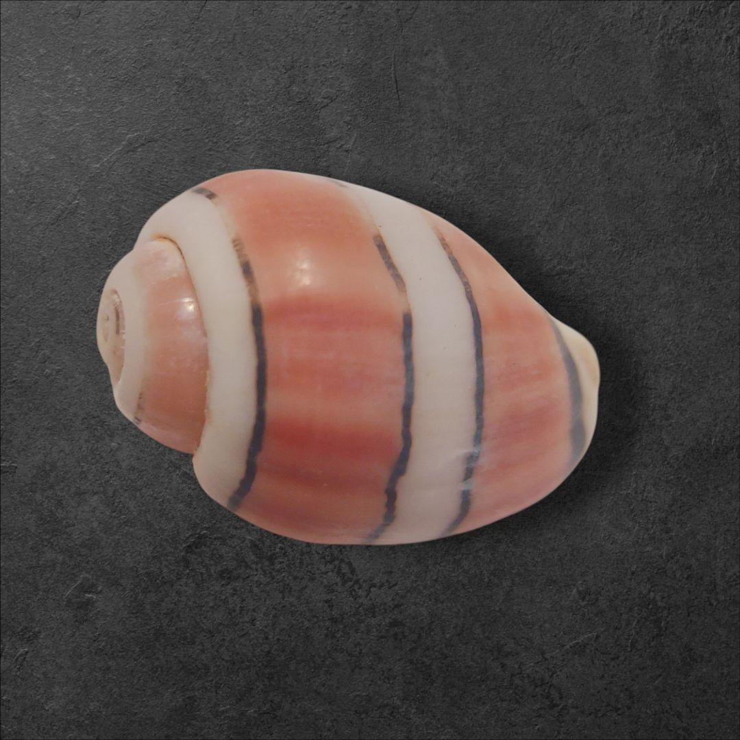 特大ベニヤカタガイ　貝殻標本　コレクション　巻き貝　クマノミ柄　沖縄産　サンゴ