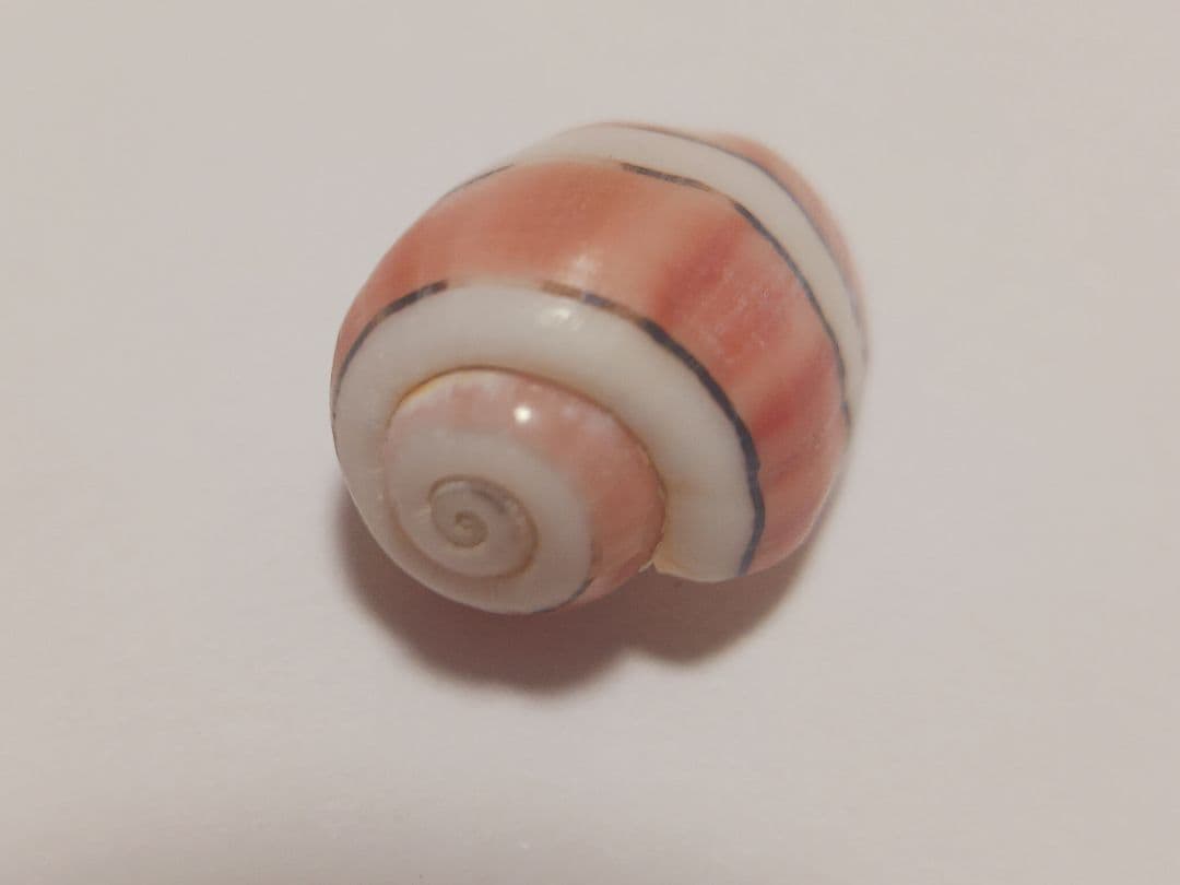 特大ベニヤカタガイ　貝殻標本　コレクション　巻き貝　クマノミ柄　沖縄産　サンゴ
