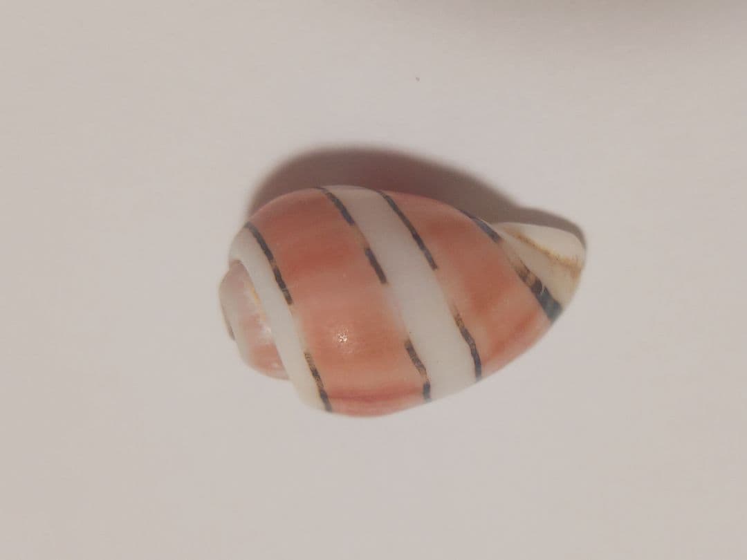 特大ベニヤカタガイ　貝殻標本　コレクション　巻き貝　クマノミ柄　沖縄産　サンゴ