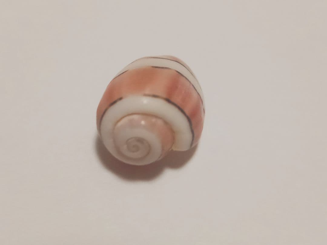 特大ベニヤカタガイ　貝殻標本　コレクション　巻き貝　クマノミ柄　沖縄産　サンゴ