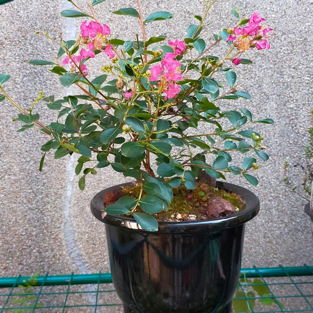 大きなサルスベリ苔盆栽★Summerフェア