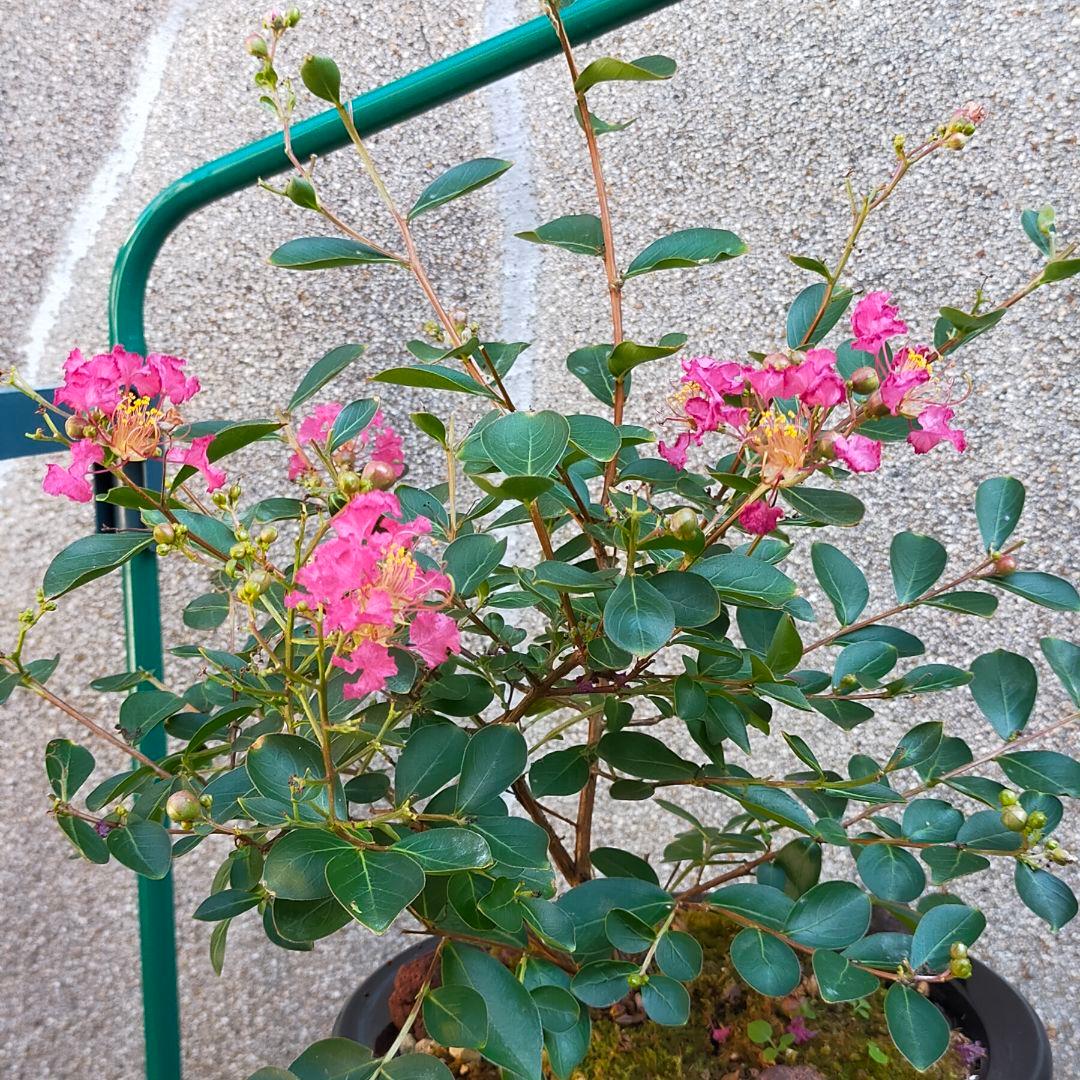 大きなサルスベリ苔盆栽★Summerフェア