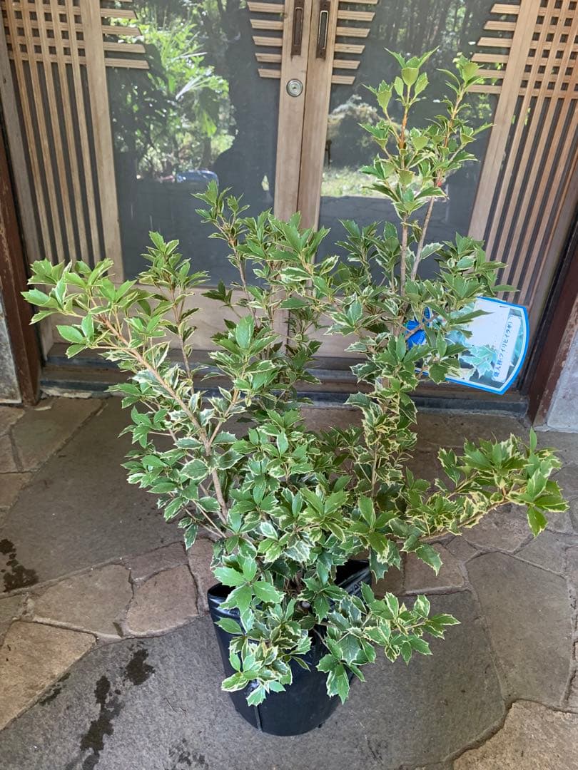 斑入りヒイラギ 苗木 特大株