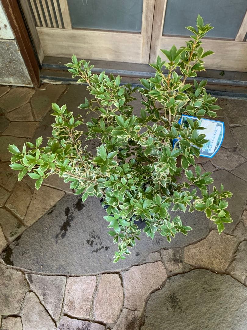 斑入りヒイラギ 苗木 特大株