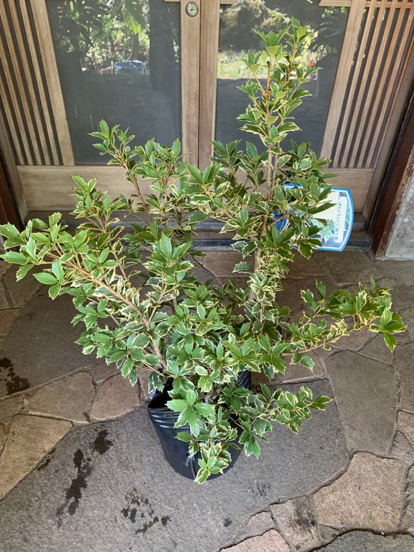 斑入りヒイラギ 苗木 特大株