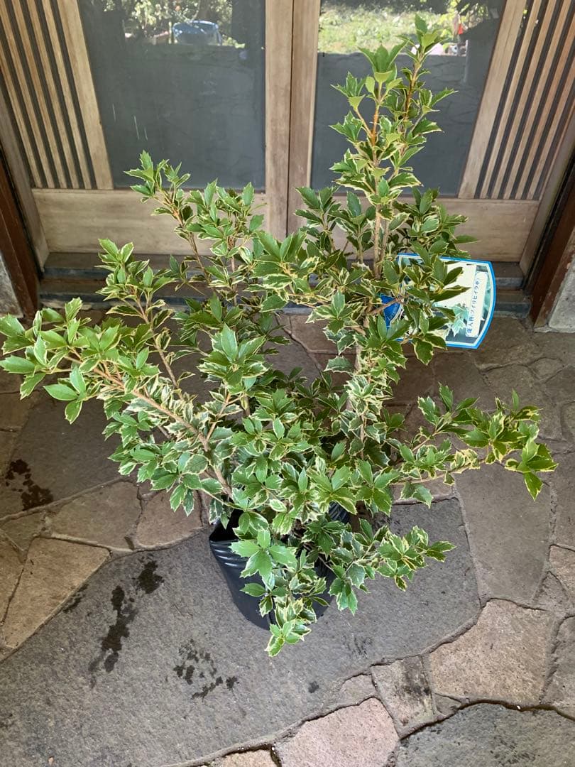 斑入りヒイラギ 苗木 特大株