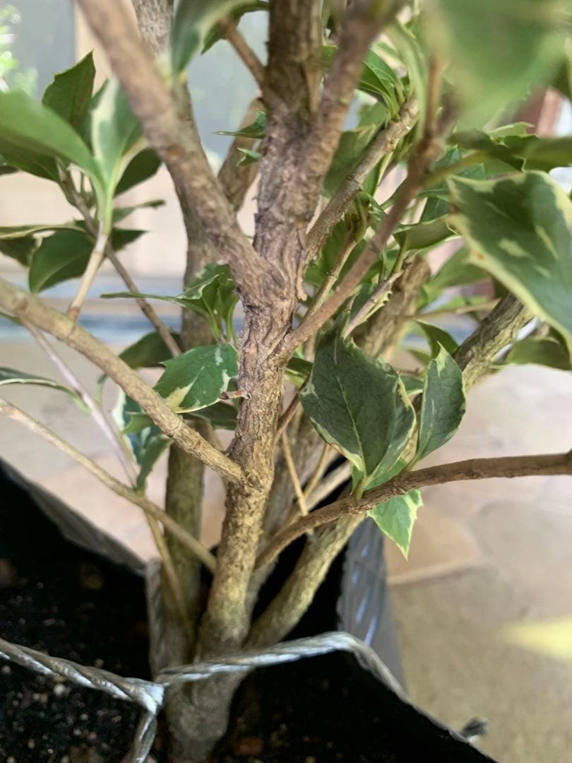 斑入りヒイラギ 苗木 特大株