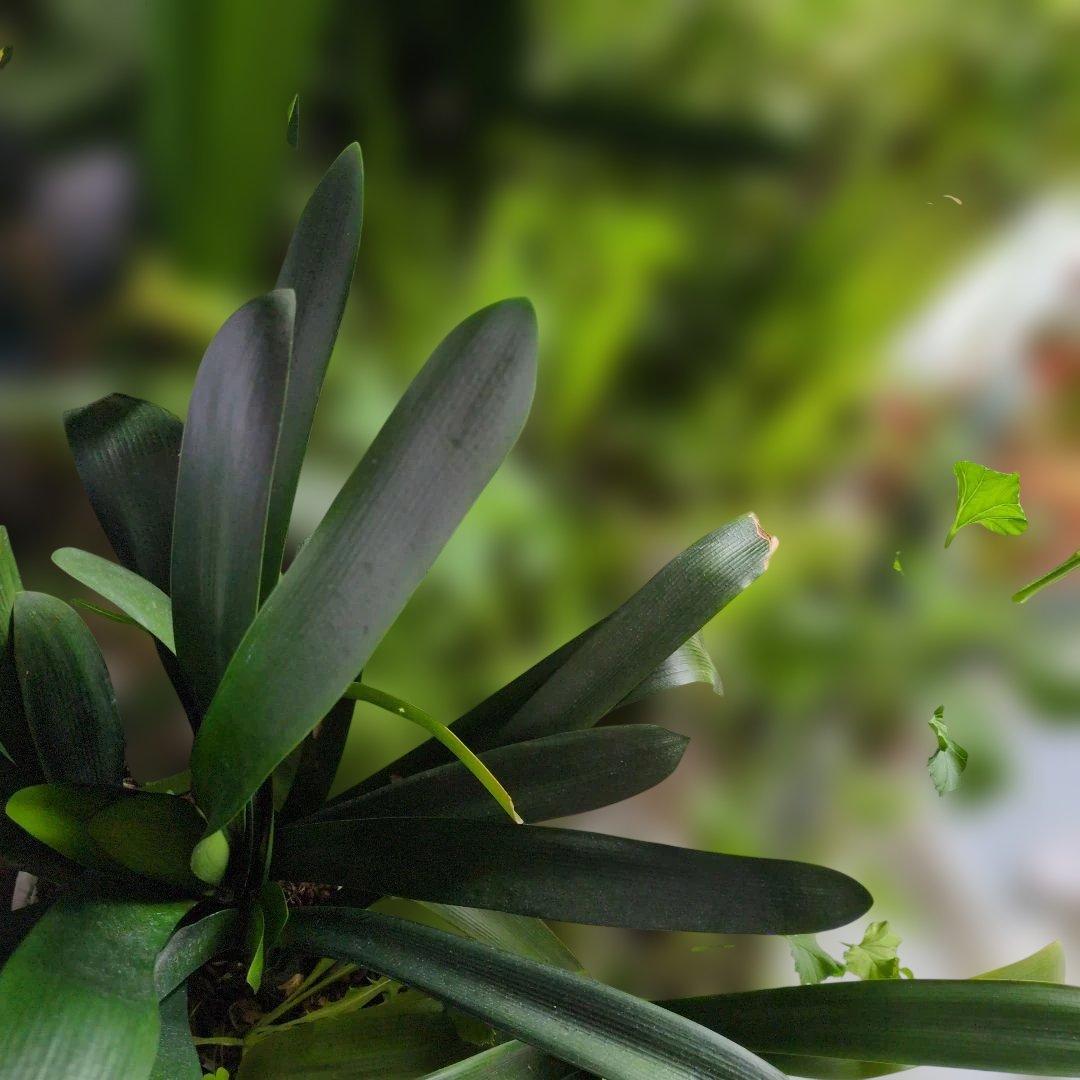 黄色君子蘭大きい　貴重　今が見頃