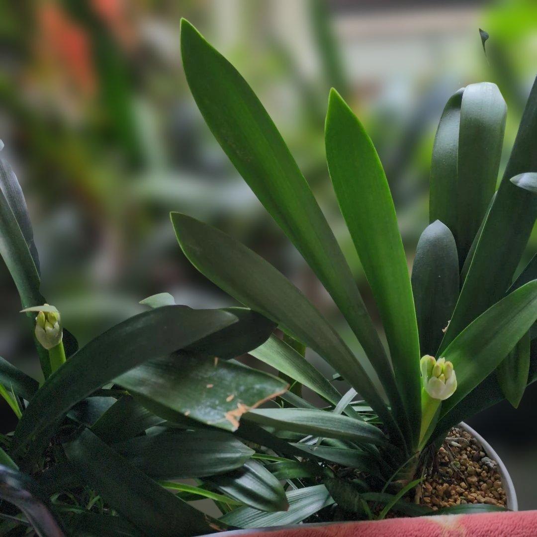 黄色君子蘭大きい　貴重　今が見頃