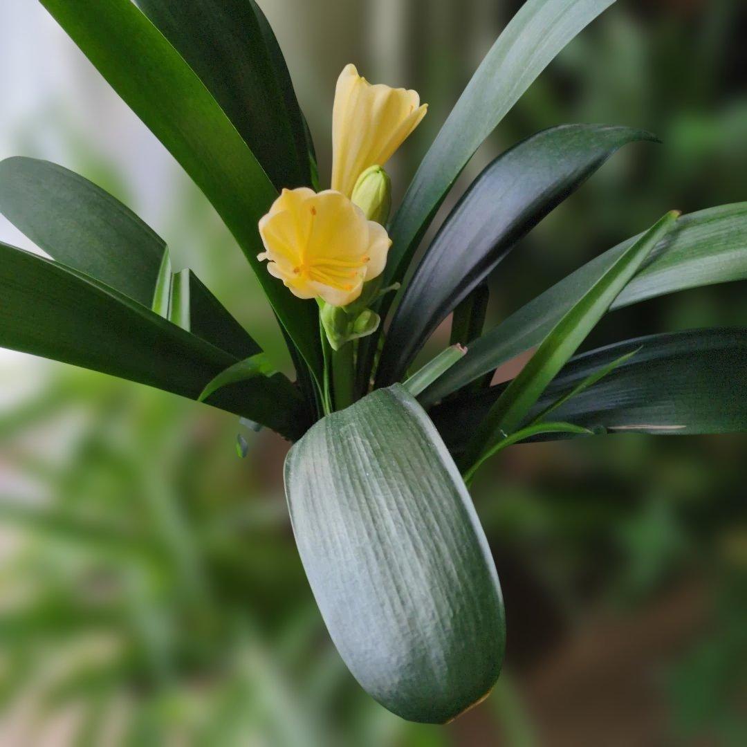 黄色君子蘭大きい　貴重　今が見頃