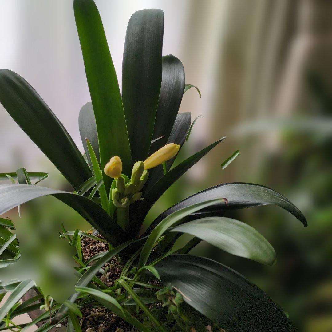 黄色君子蘭大きい　貴重　今が見頃