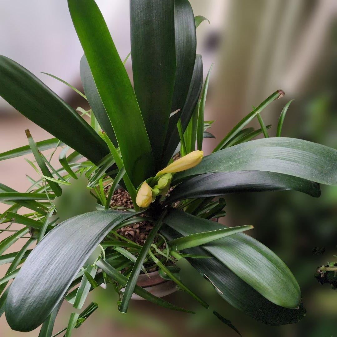 黄色君子蘭大きい　貴重　今が見頃