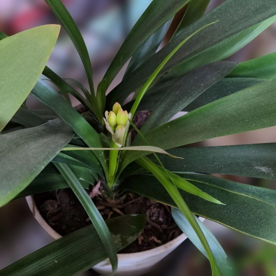 黄色君子蘭大きい　貴重　今が見頃