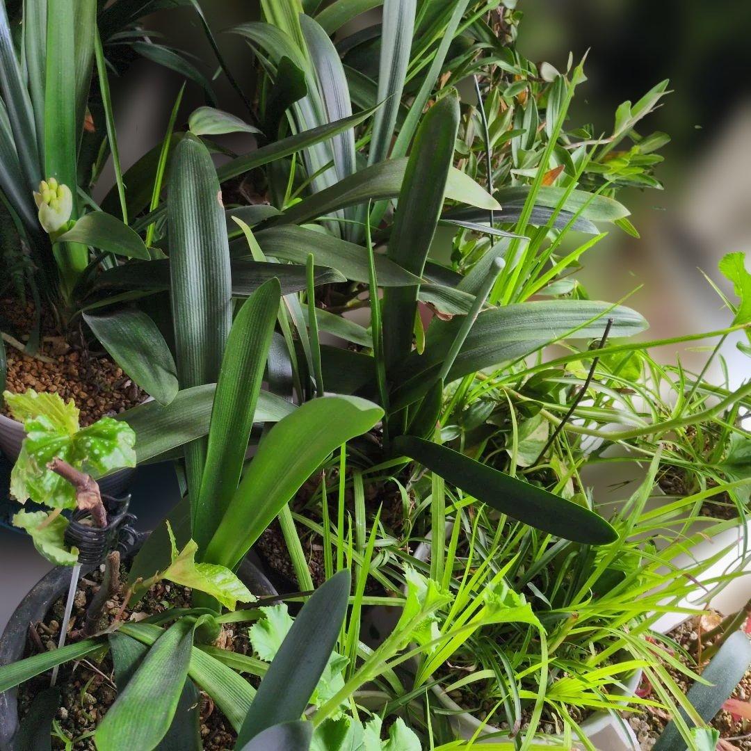 黄色君子蘭大きい　貴重　今が見頃