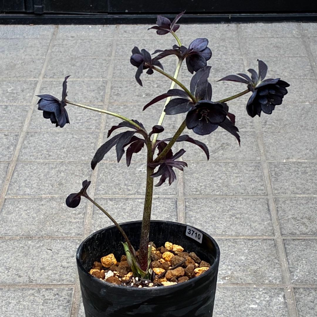 3710⭐️特殊スレートカラー⭐️ステキ苞葉⭐️超小輪⭐️広瀬園芸⭐️